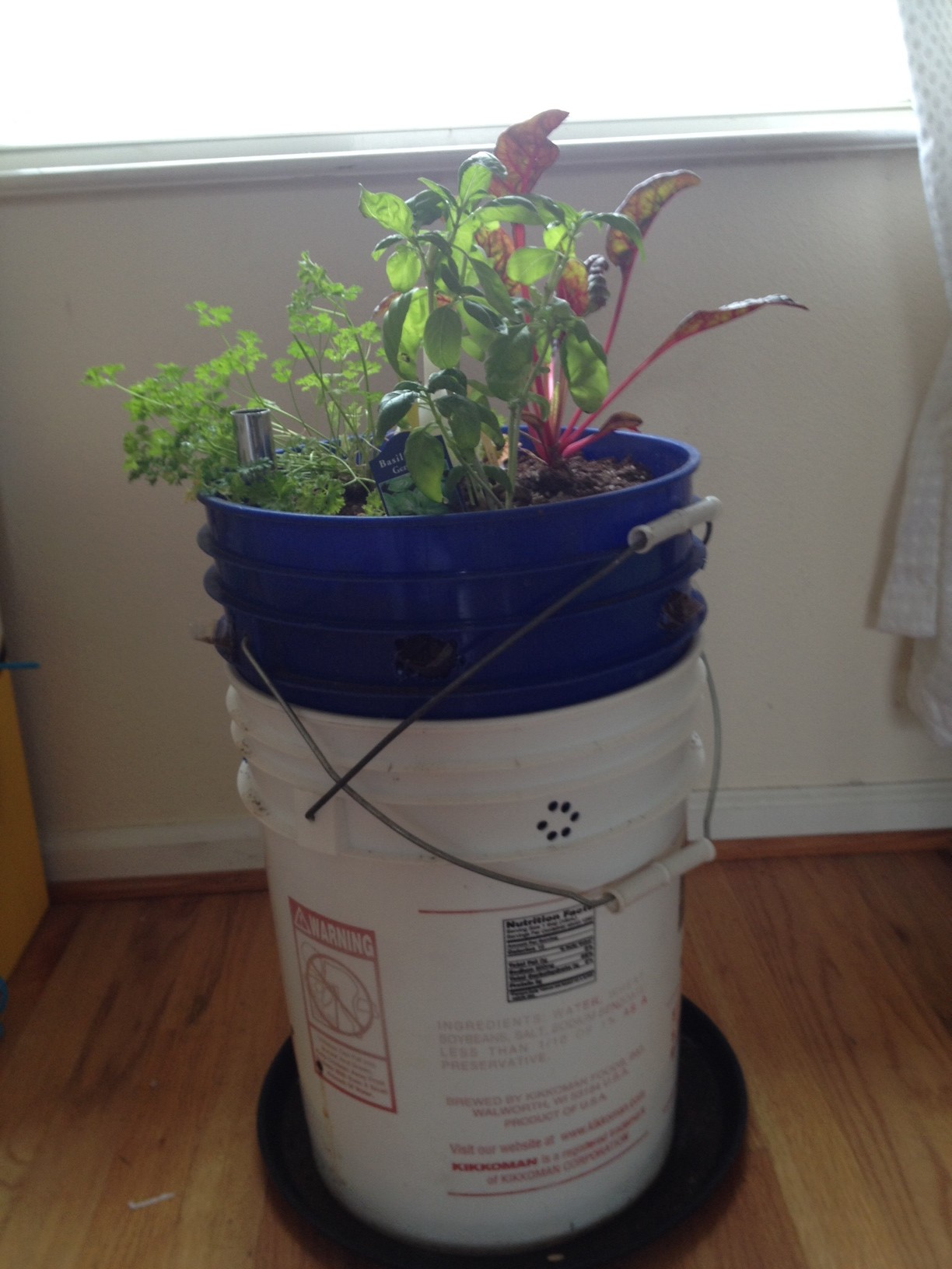 5 Gallon Bucket Planter Food Is Free Project