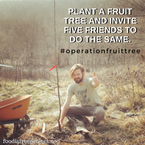 Operation Fruit Tree