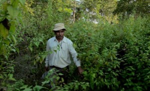 A lush forest now thrives because of Payeng.
